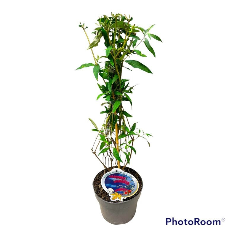 Buddleja davidii &