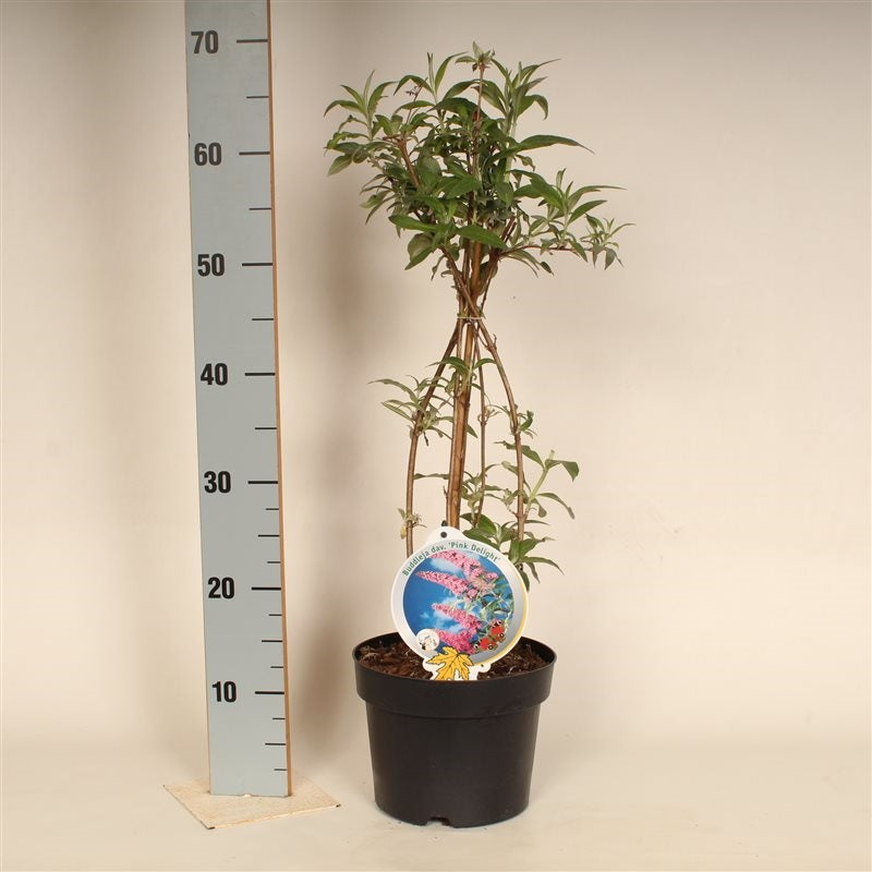 Buddleja d. &