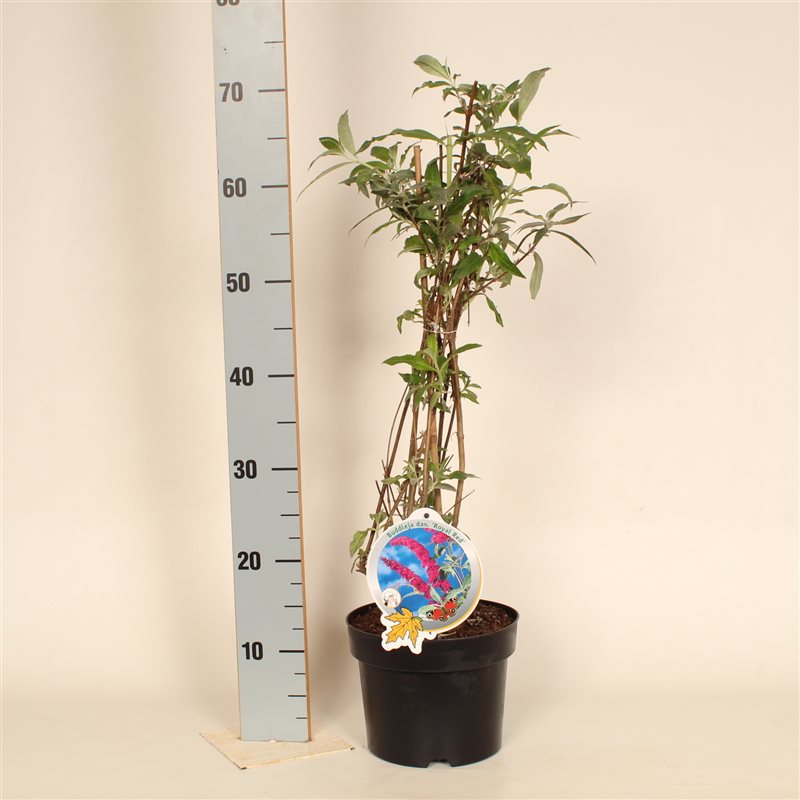 Buddleja d. &