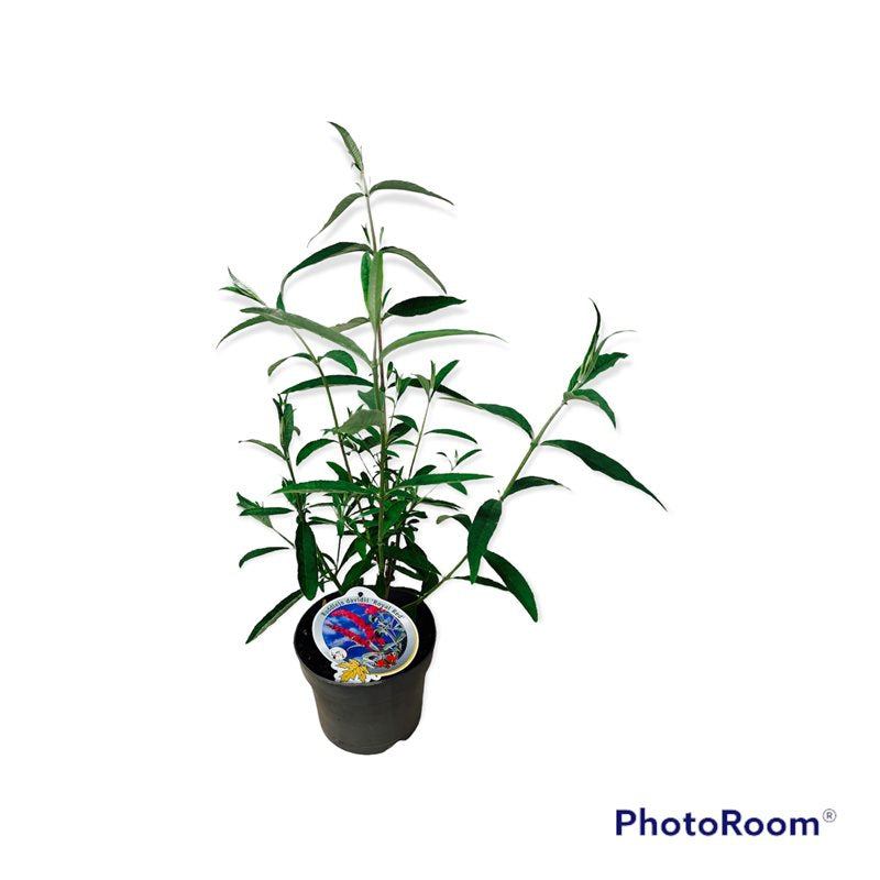 Buddleja d. &
