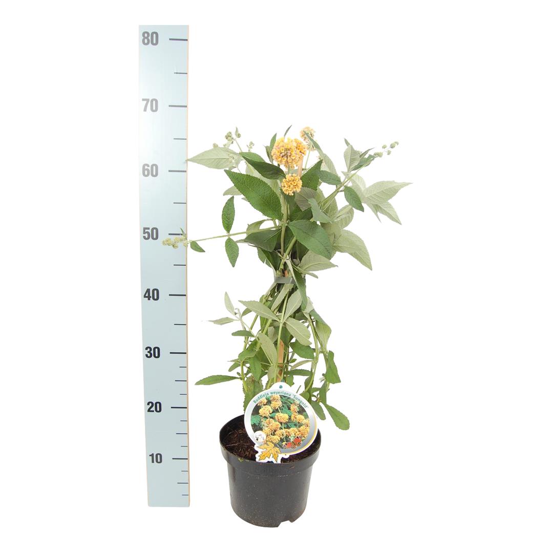Buddleja weyeriana &