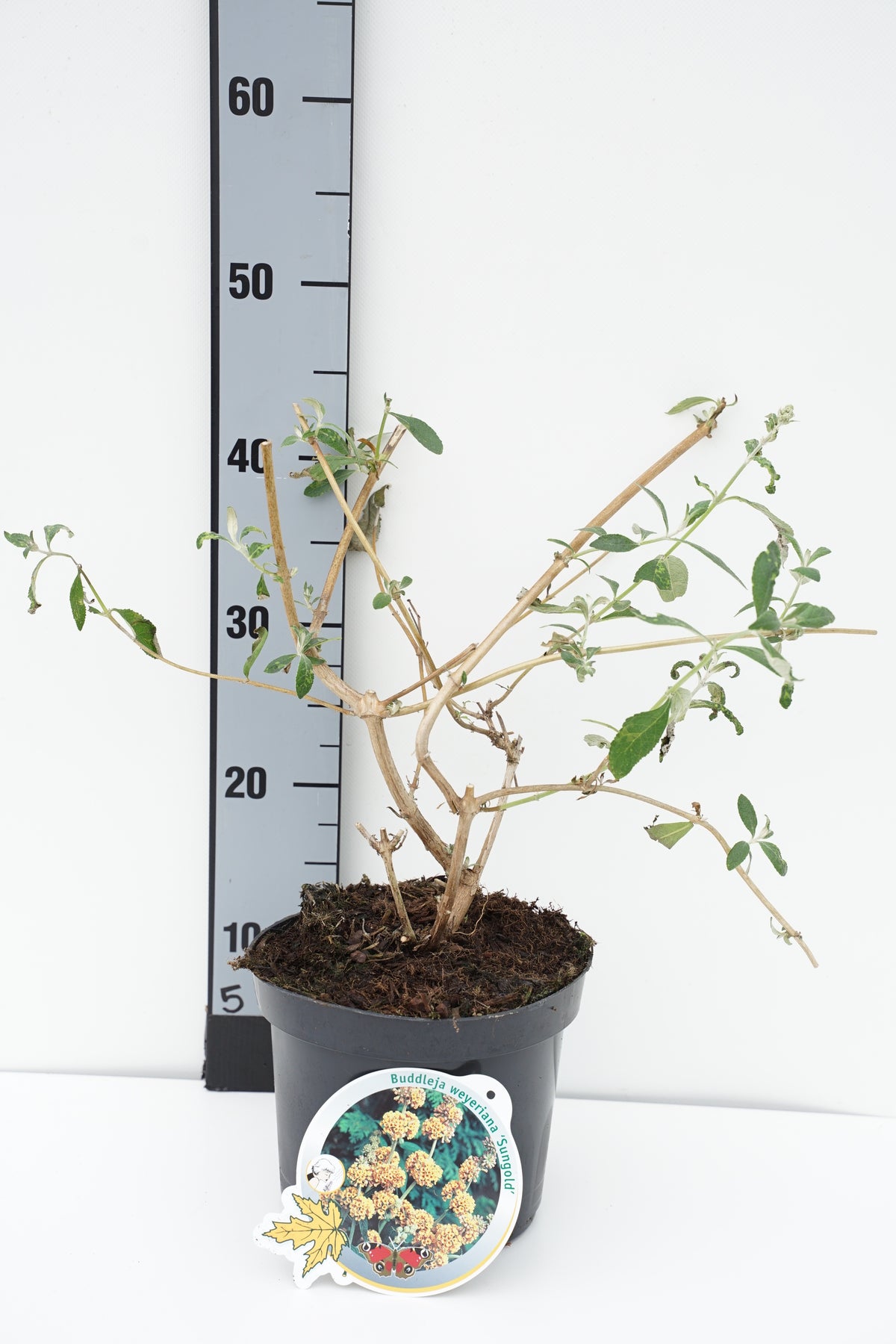 Buddleja weyeriana &