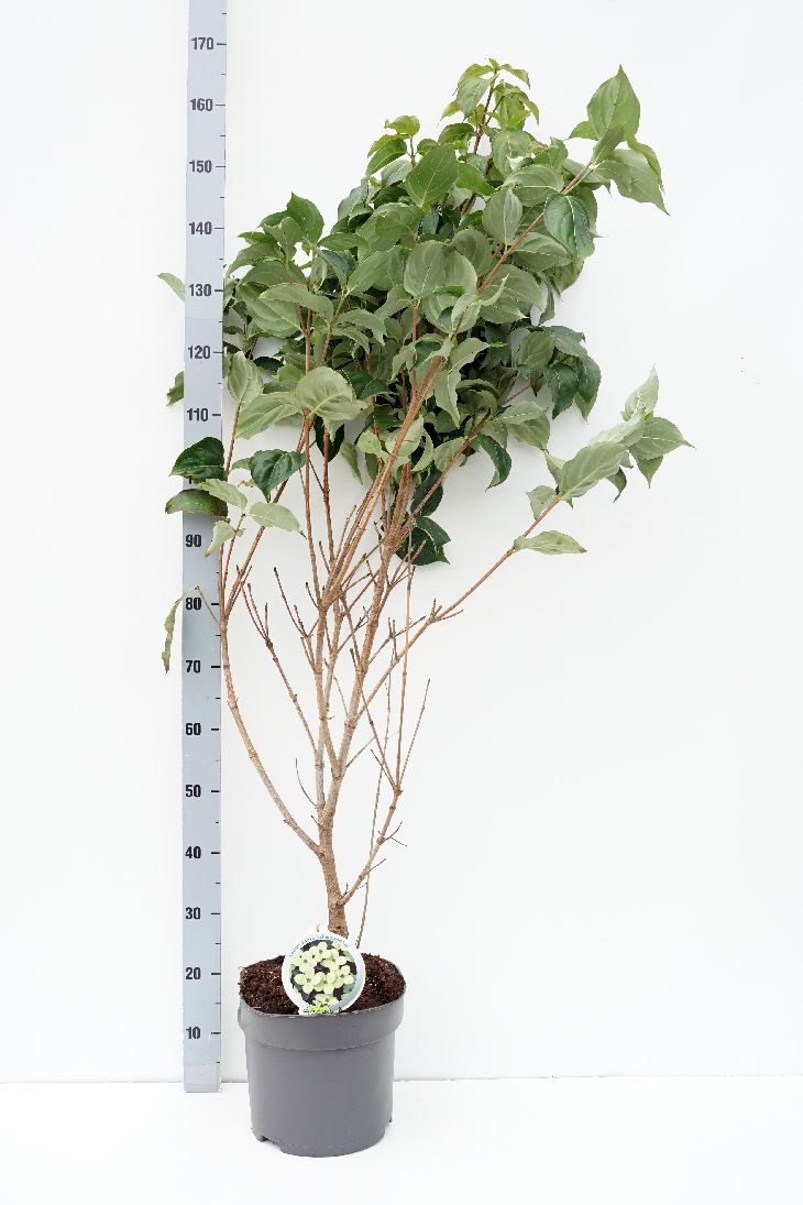 Cornus kousa &