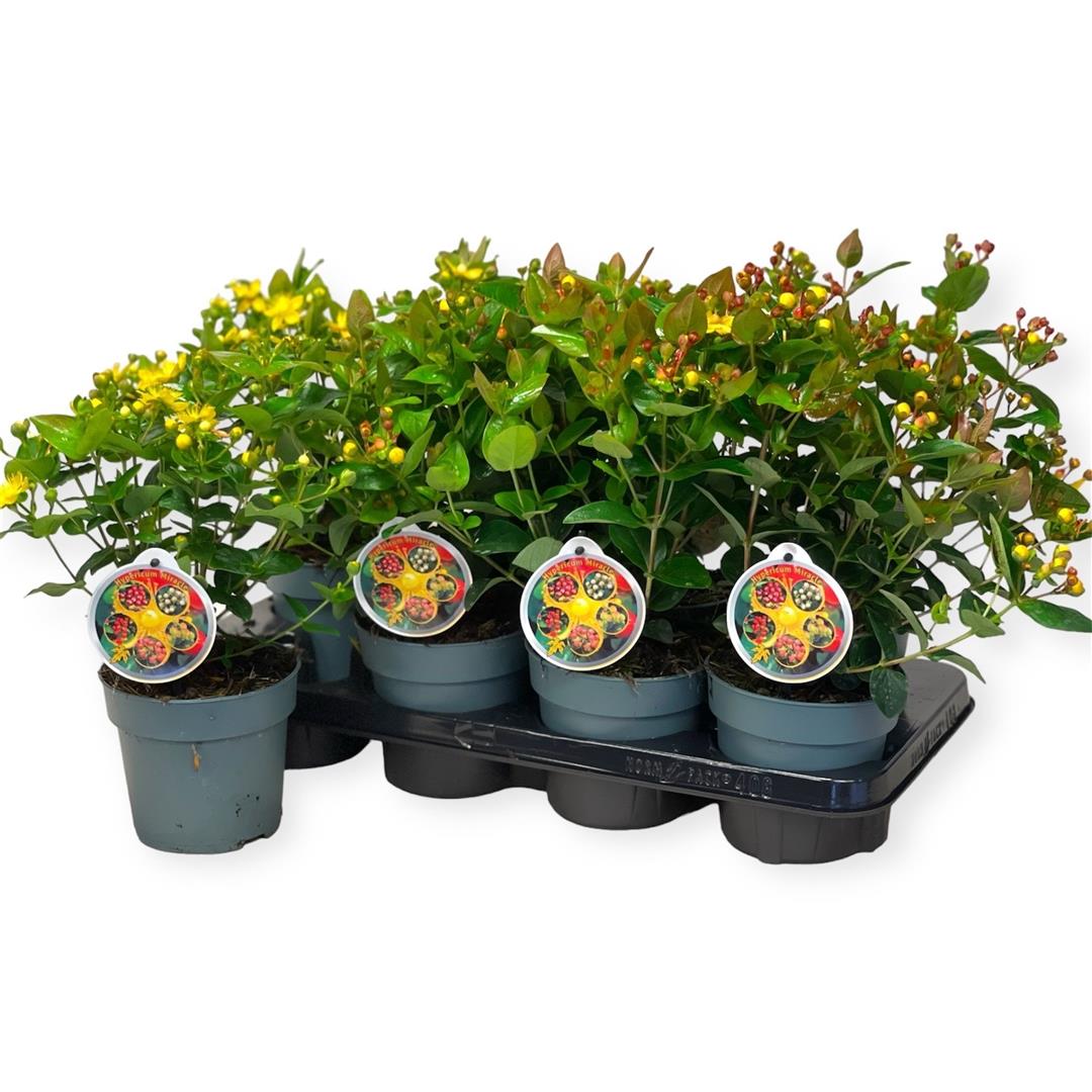 Hypericum inod. &