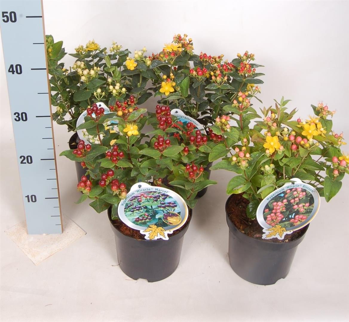 Hypericum inod. &