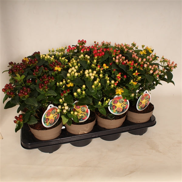 Hypericum &