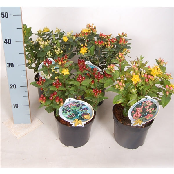 Hypericum &