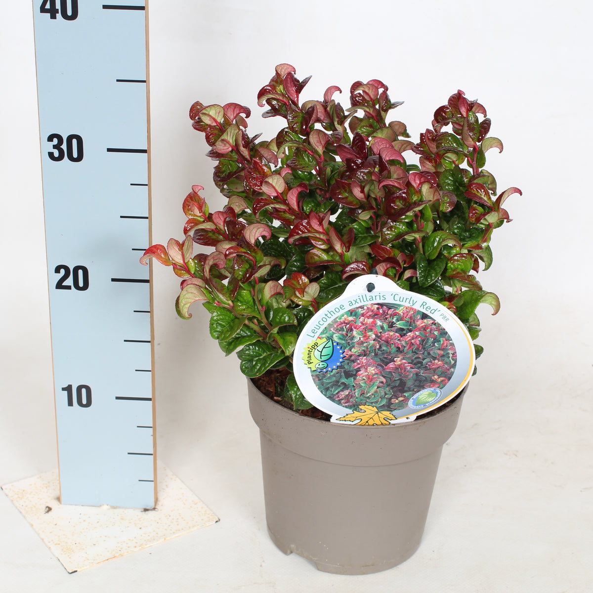 Leucothoe axillaris &