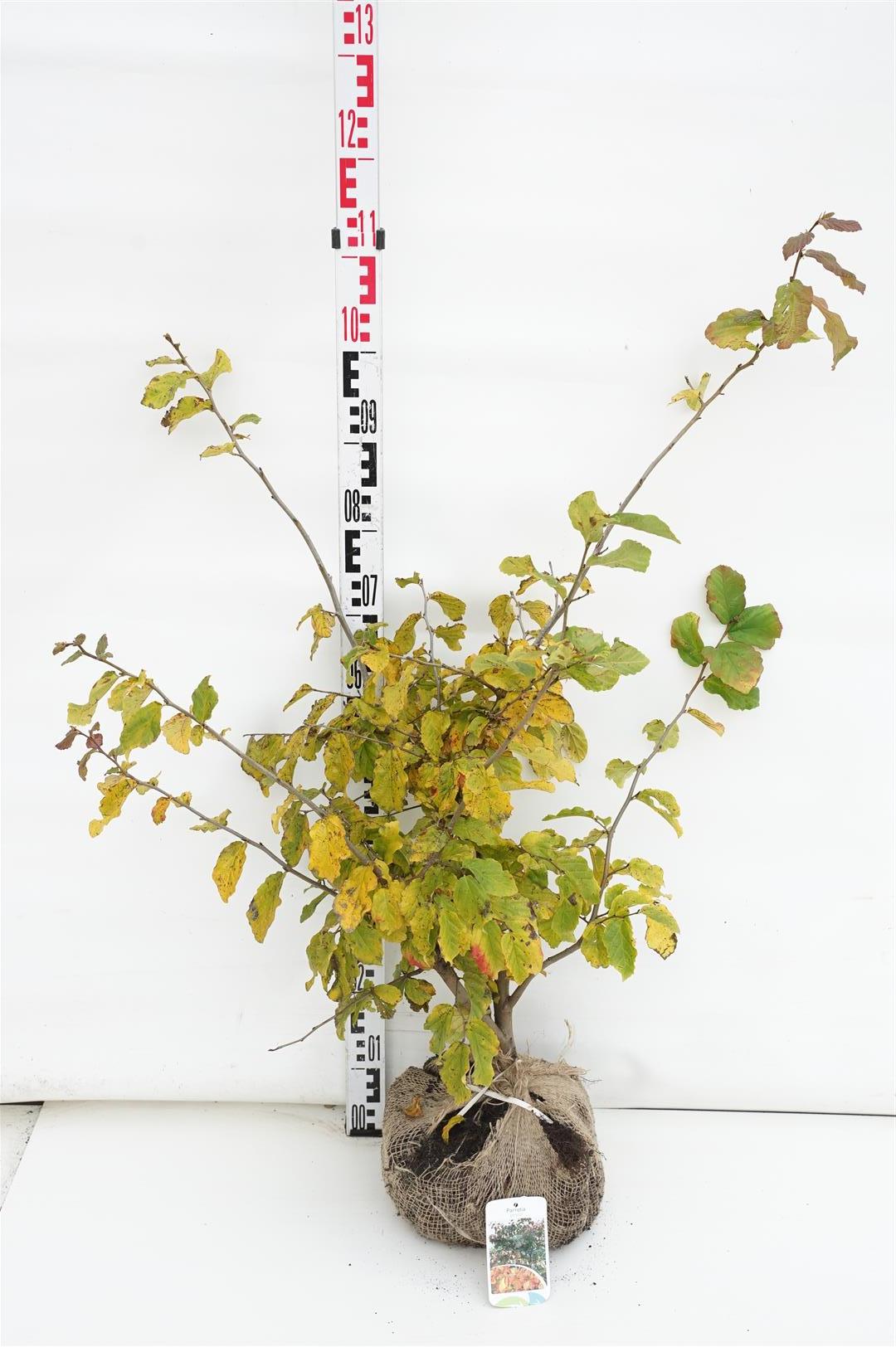 Parrotia persica 60-80 cm rotklump