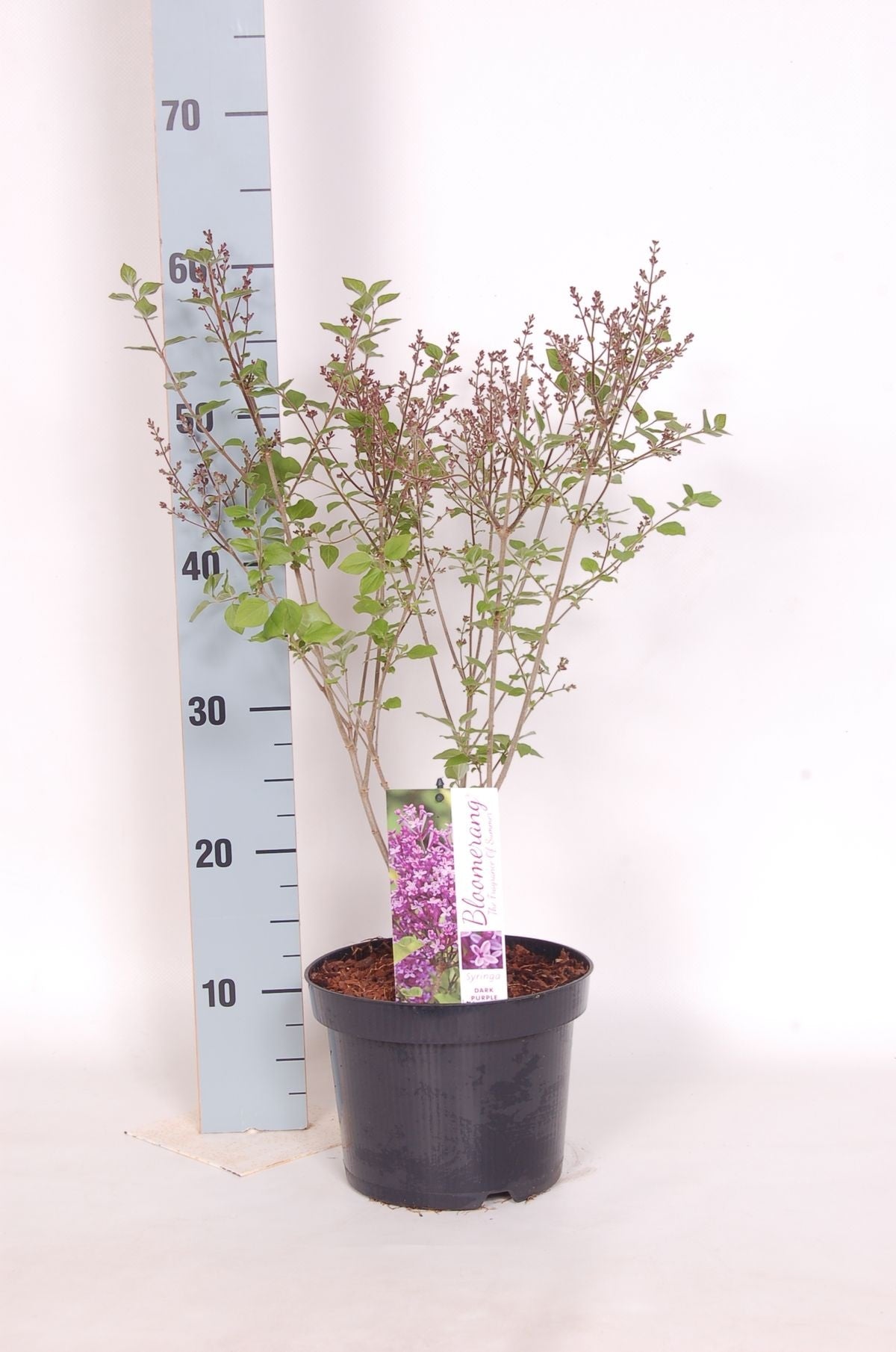 Syringa &