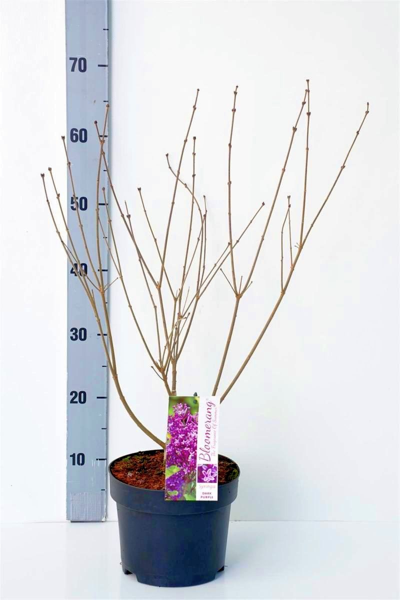 Syren Syringa v. &