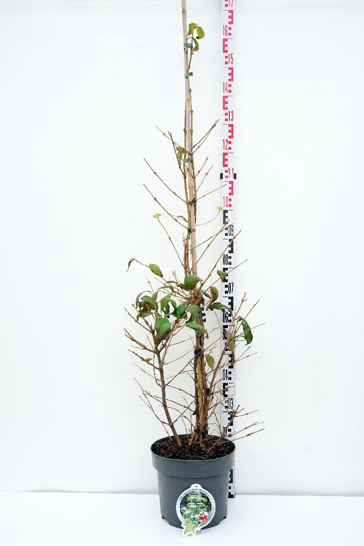 Viburnum plic. &