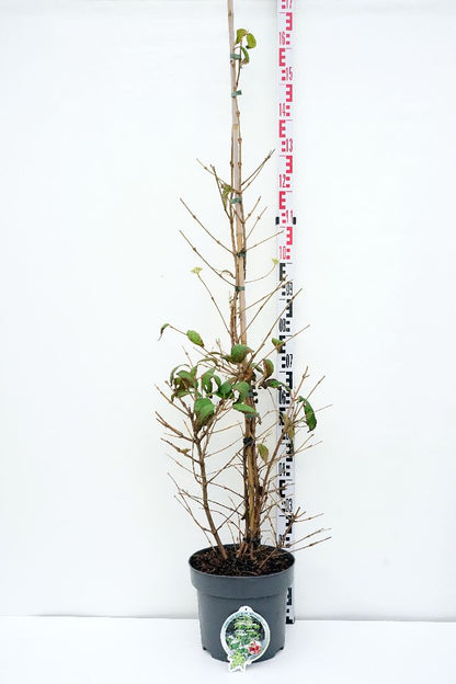 Viburnum plic. &