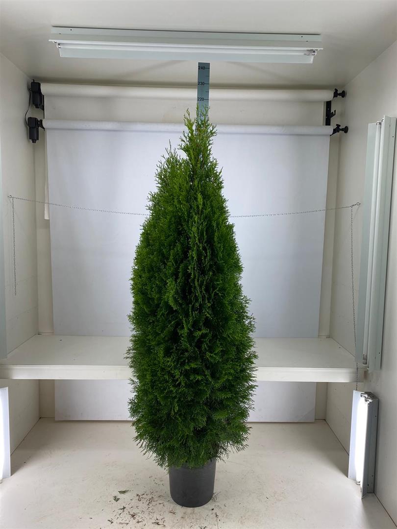 Thuja occidentalis &