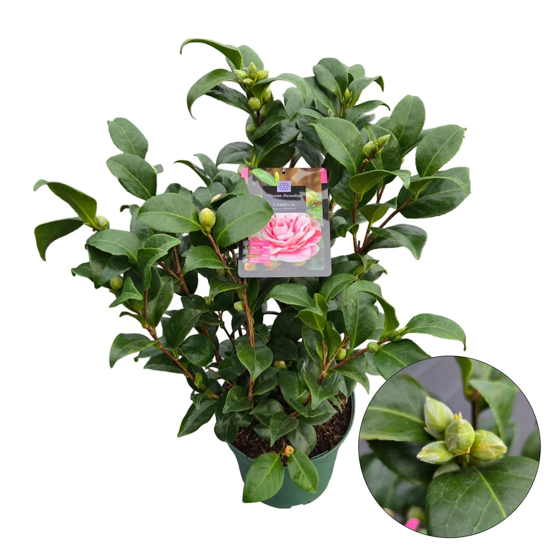 Camellia j. &