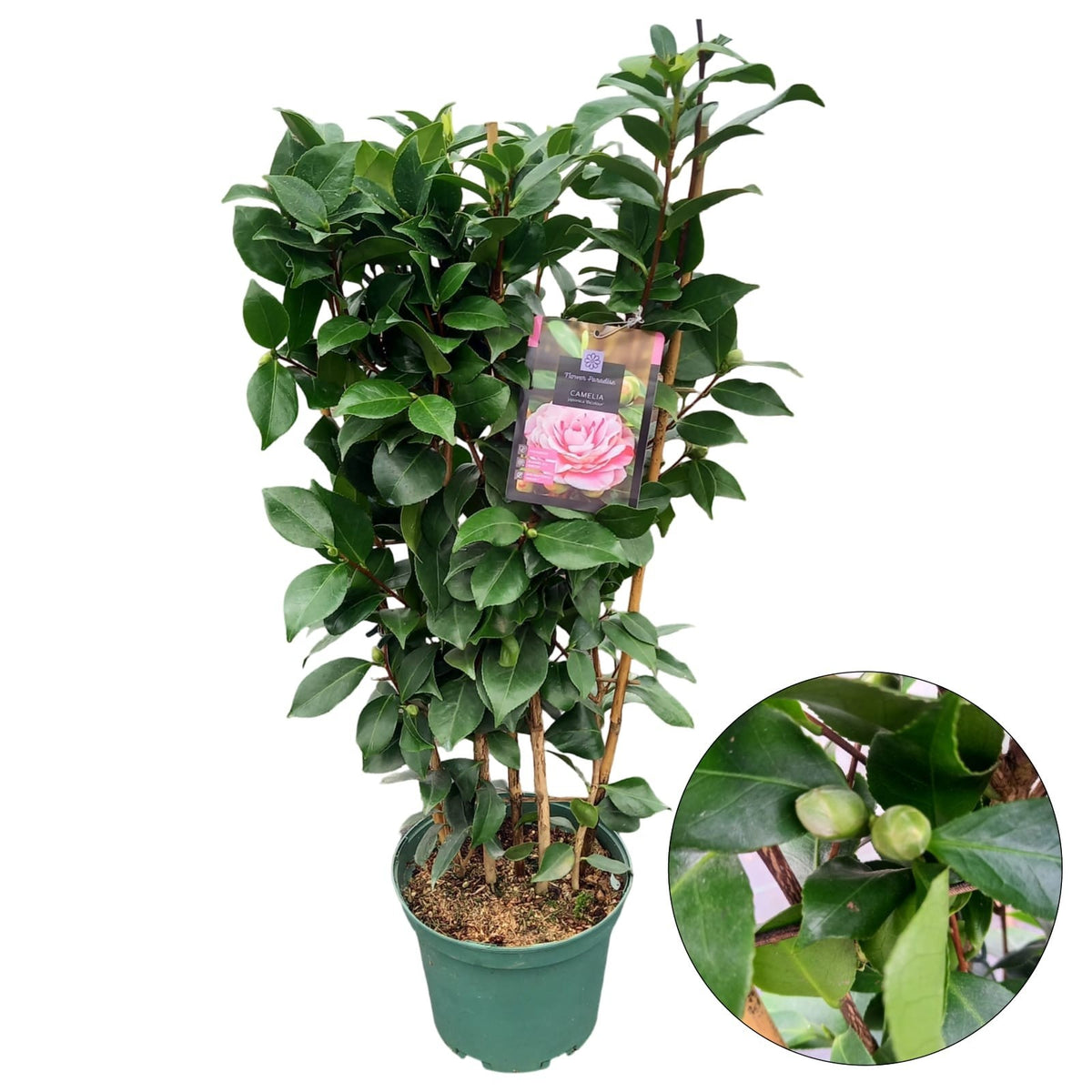 Camellia japonica &