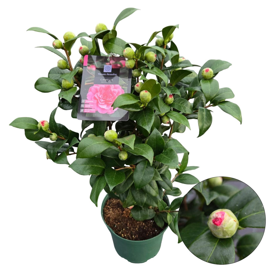 Camellia japonica &