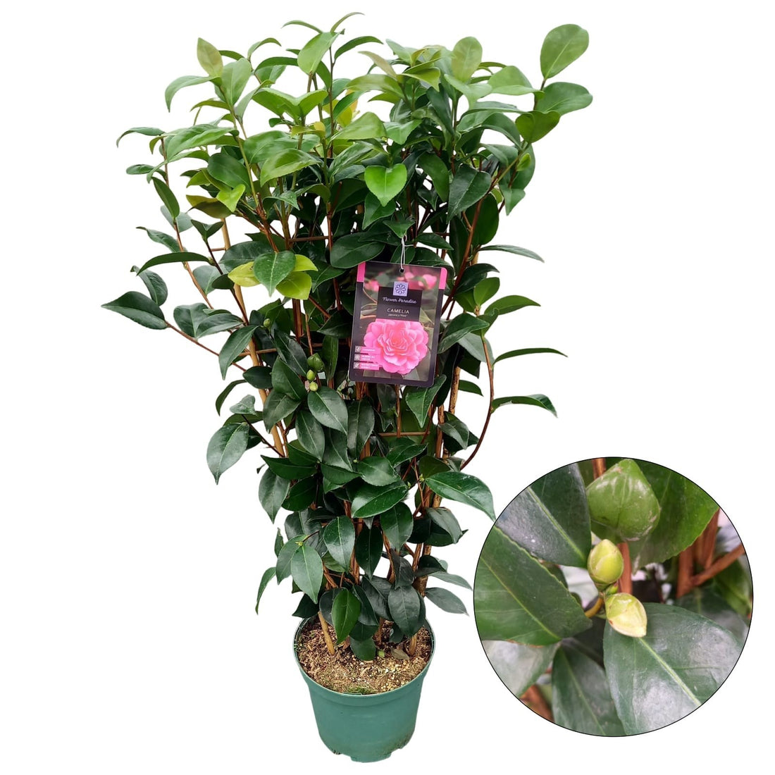 Camellia japonica &