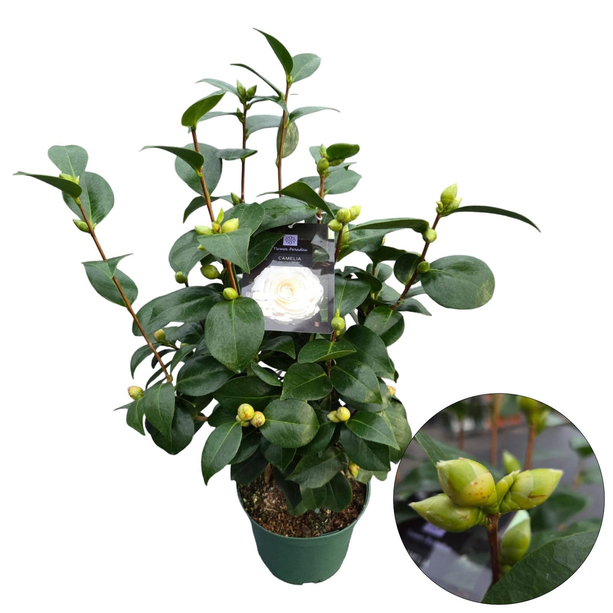 Camellia j. &
