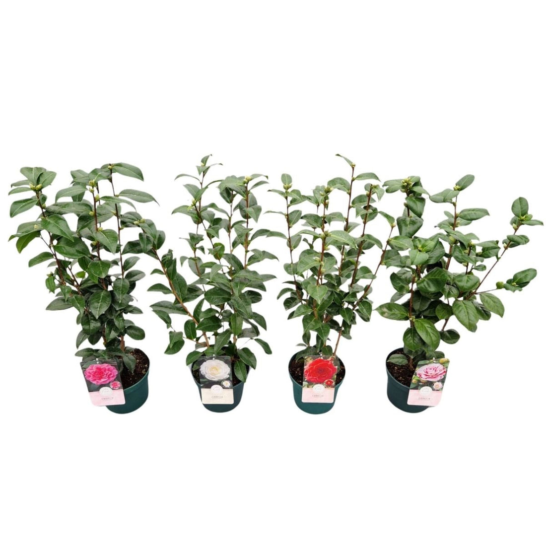 Camellia japonica i sorter C3 (3 liters kruka) / 19 cm kruka 50-60 cm