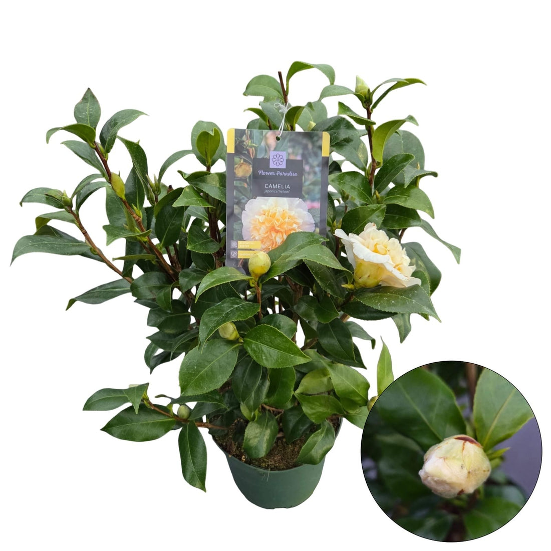 Camellia japonica &