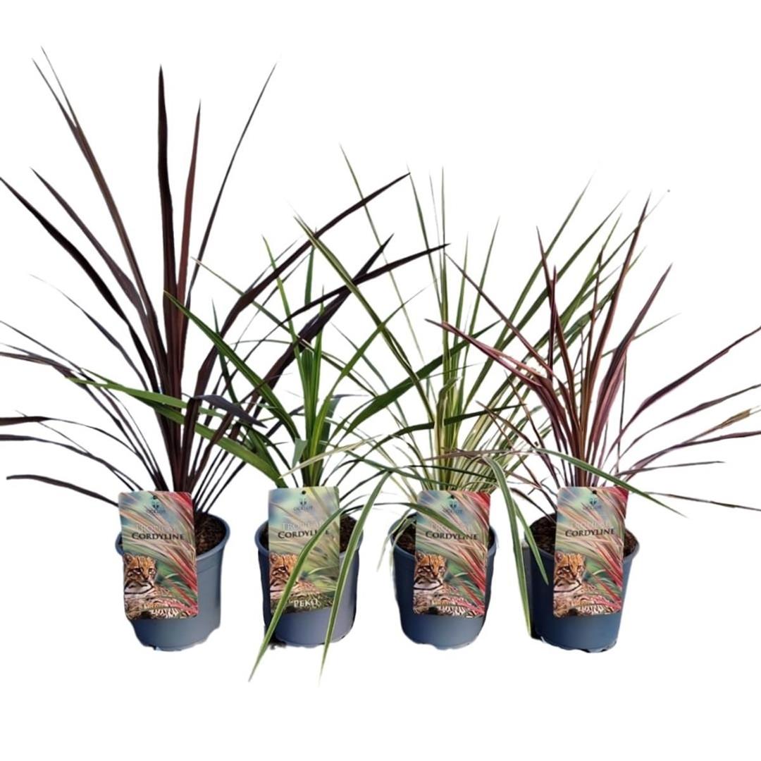 Cordyline australis &
