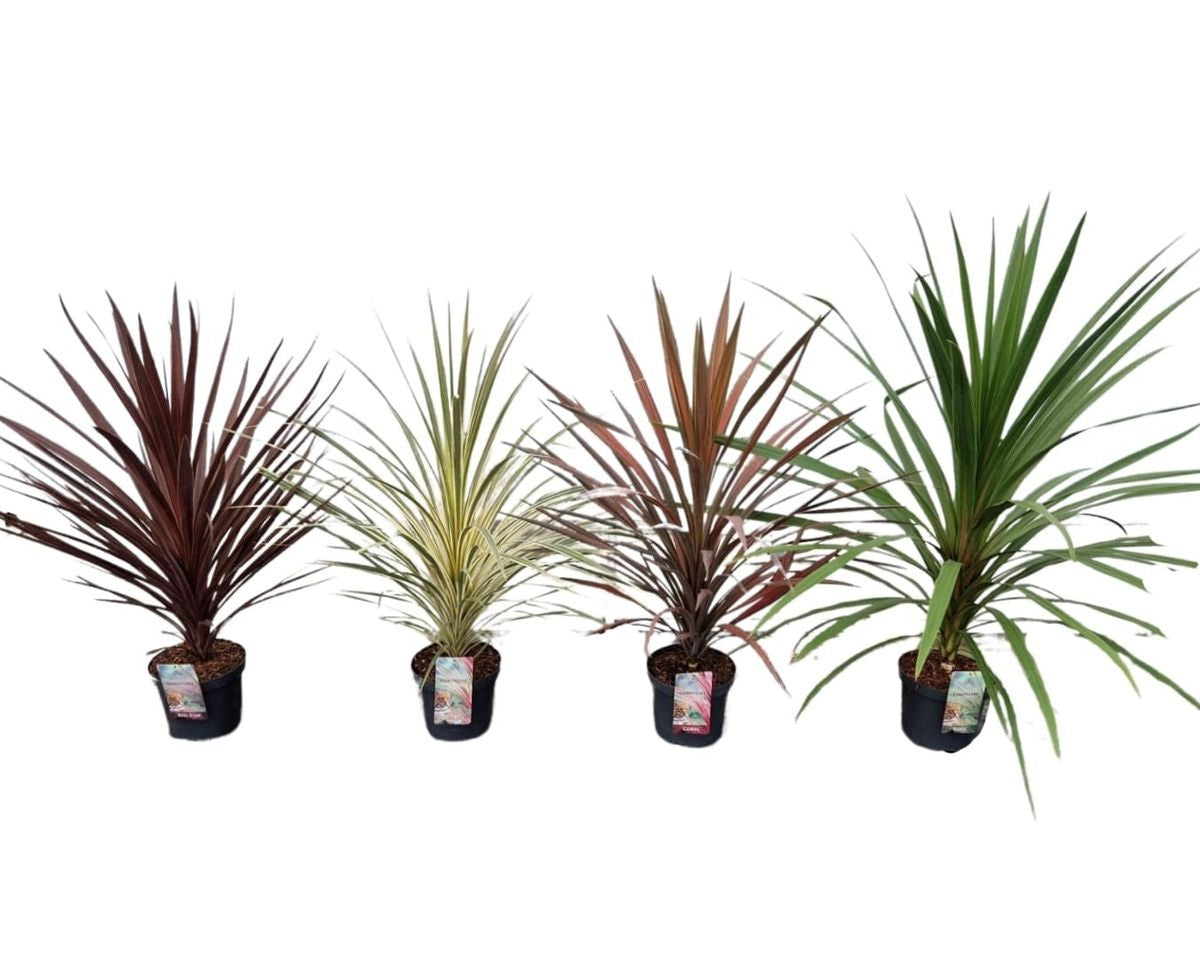 Cordyline australis &