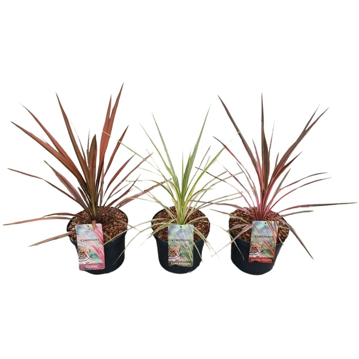 Cordyline aus. &
