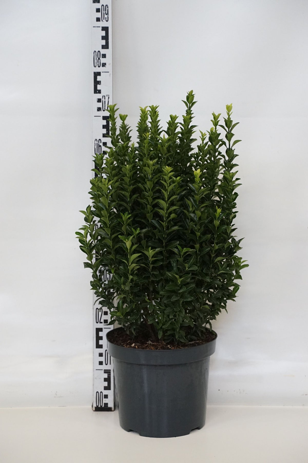 Euonymus jap. &