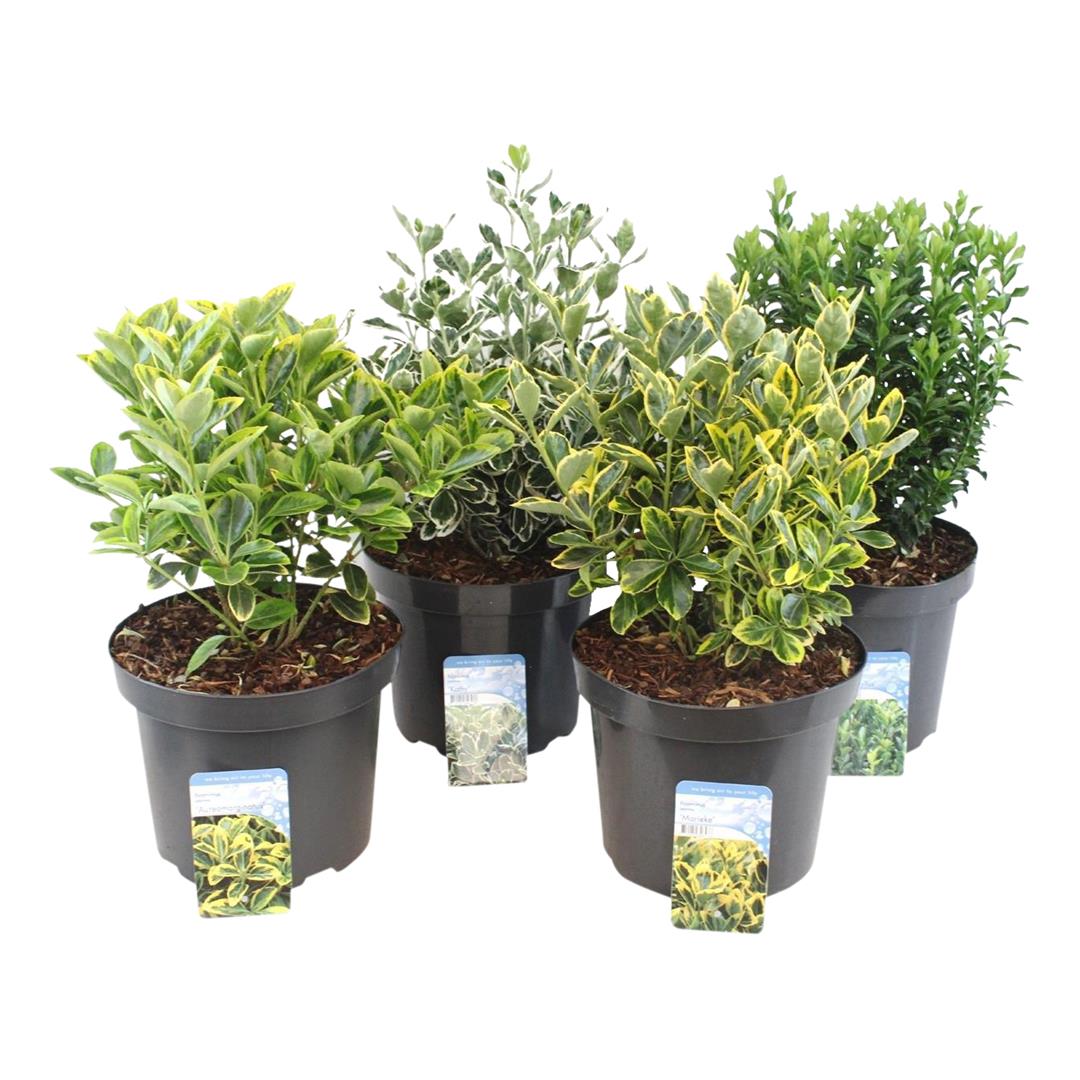 Euonymus japonicus &