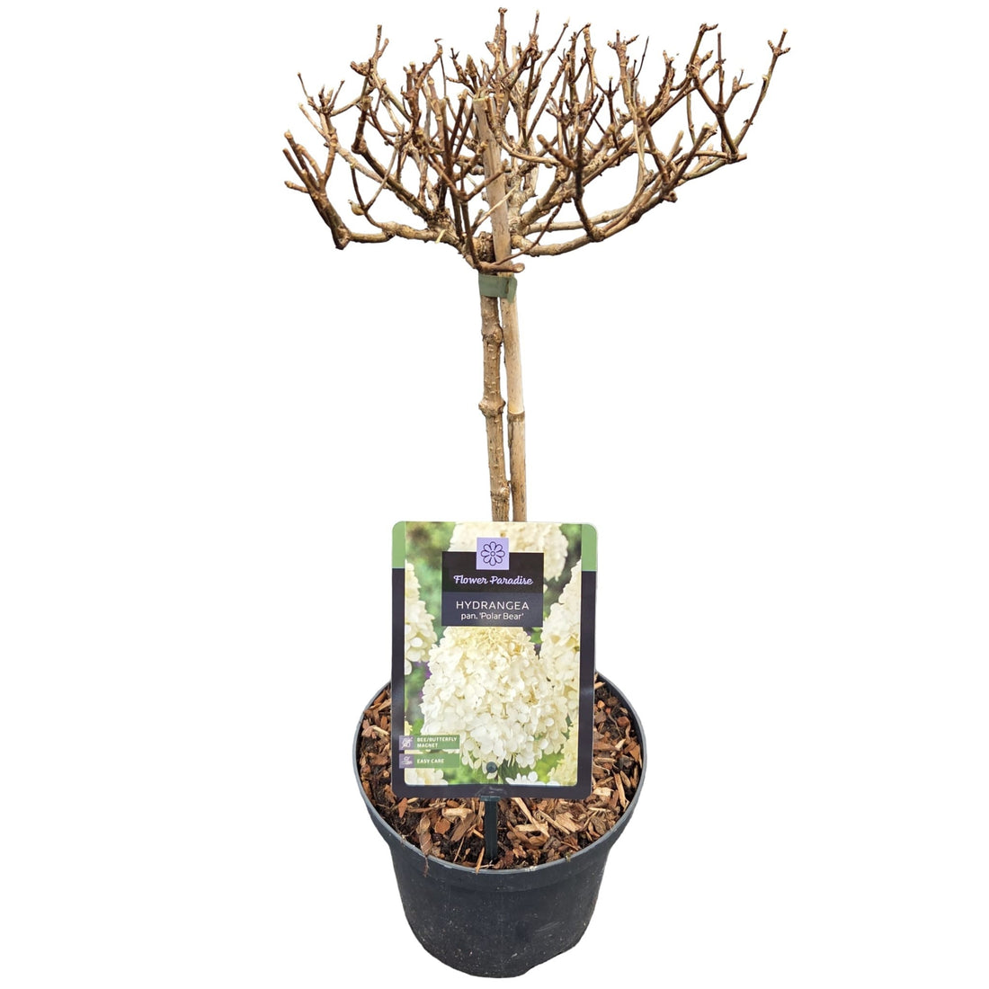 Vipphortensia Hydrangea pan. &