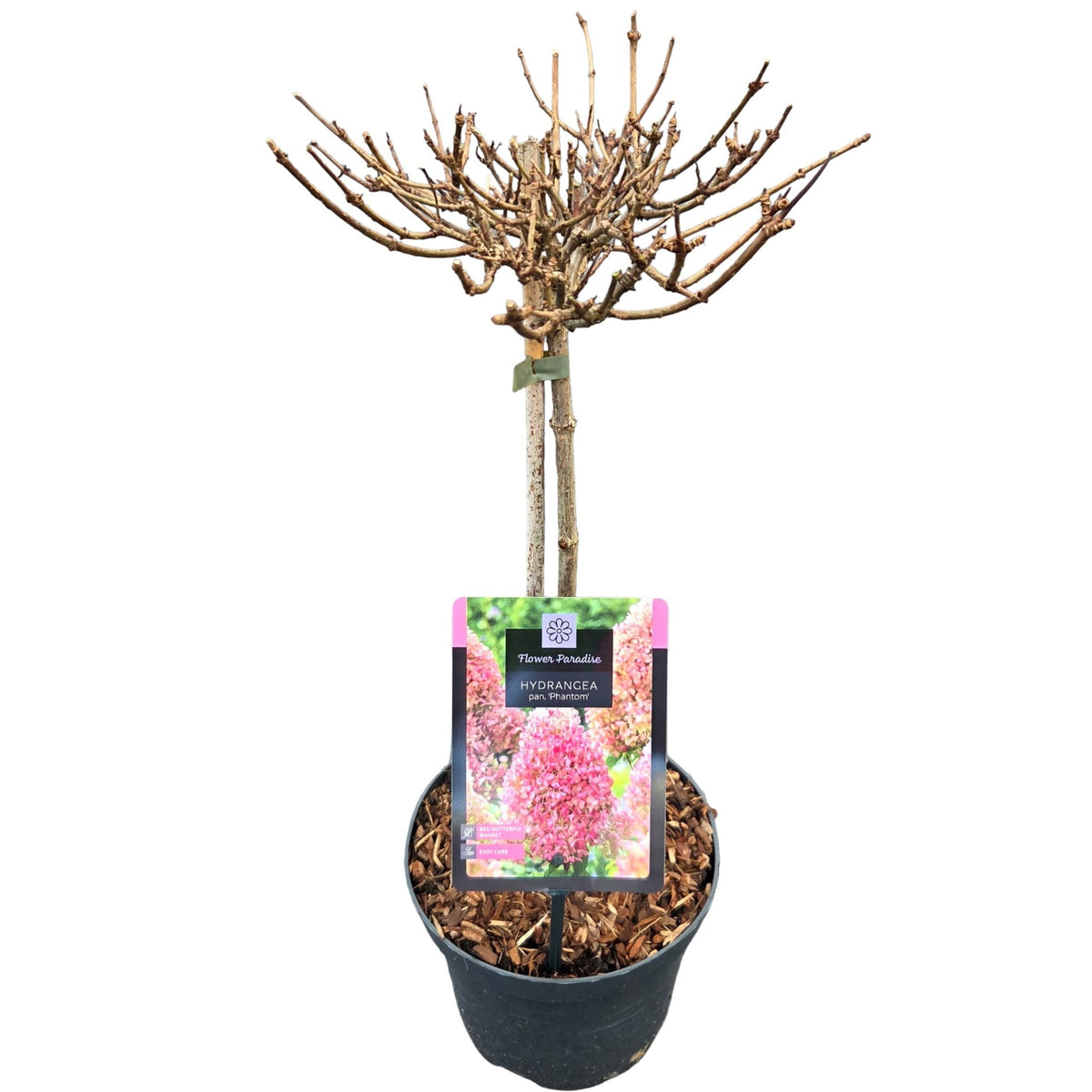 Hydrangea paniculata &