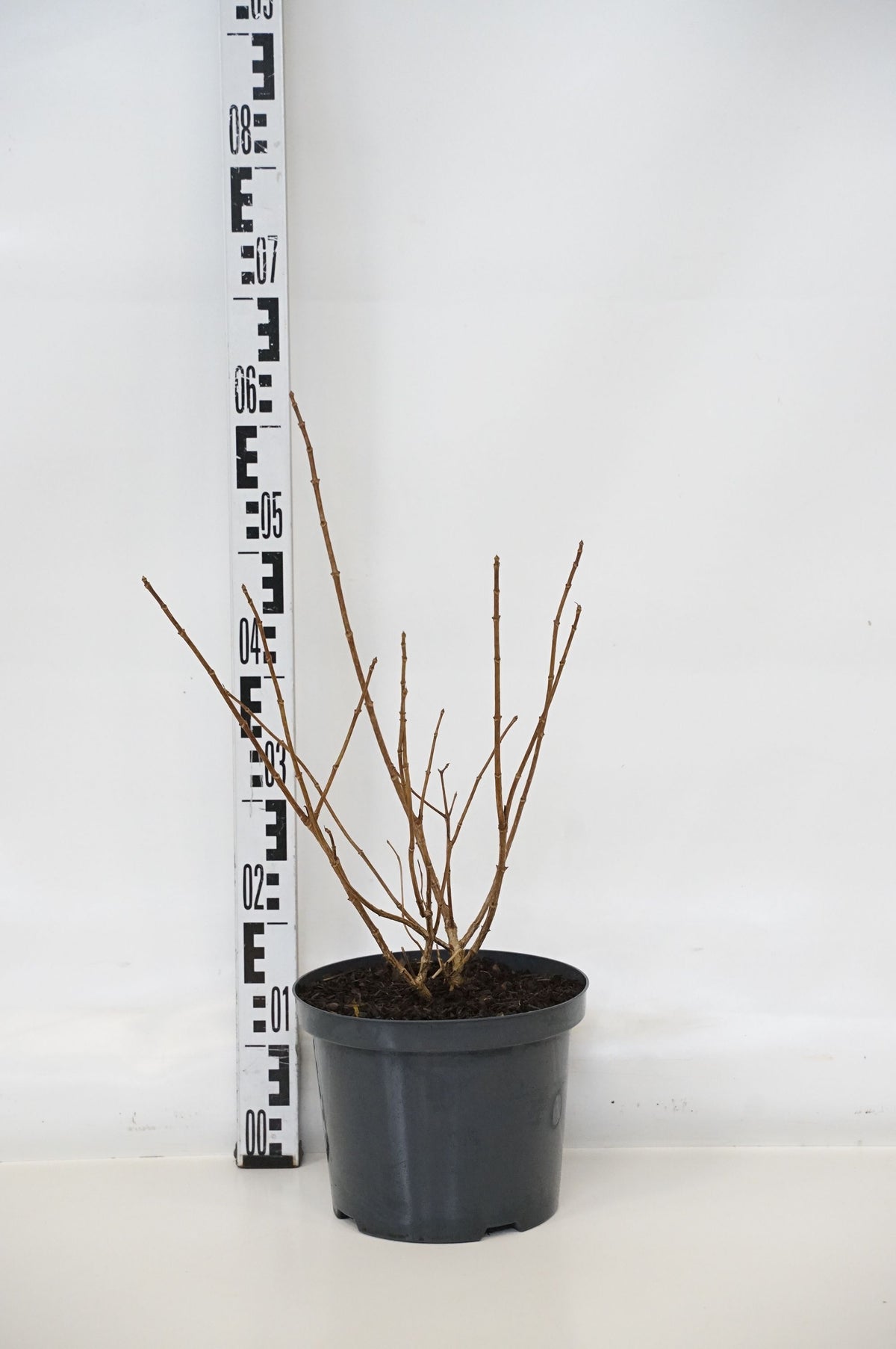 Hydrangea paniculata &