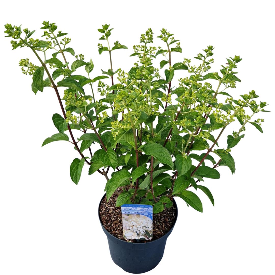 Hydrangea paniculata &