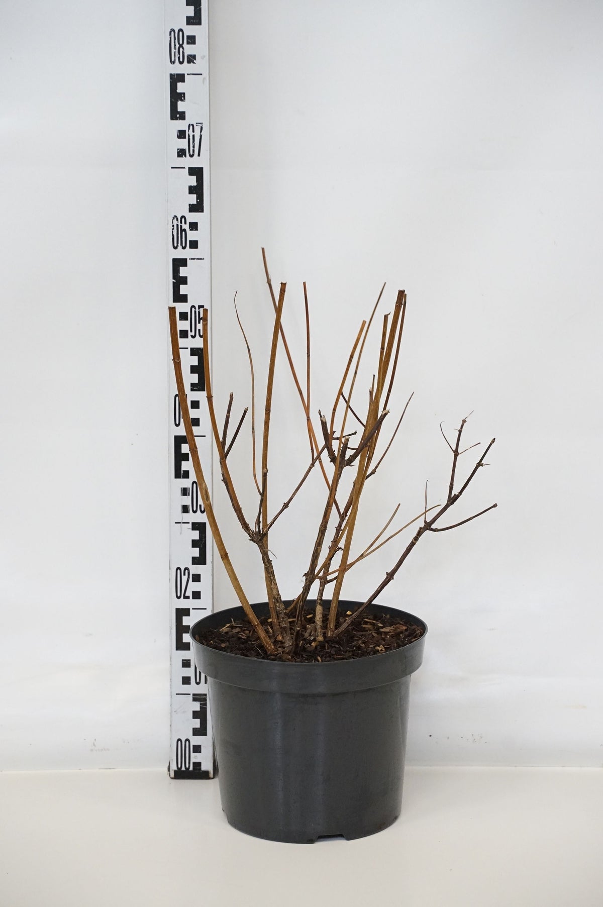Hydrangea paniculata &