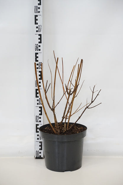 Hydrangea paniculata &