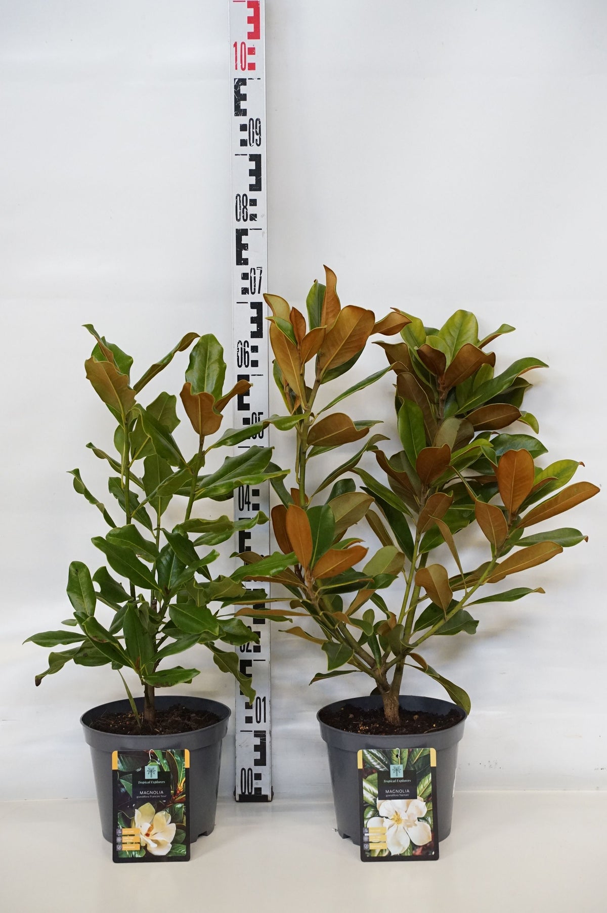 Magnolia grandiflora i sorter C3 / 19 cm kruka 40-50 cm