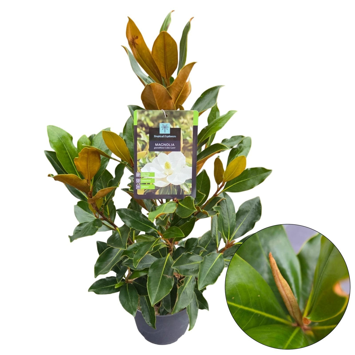Magnolia grandiflora &