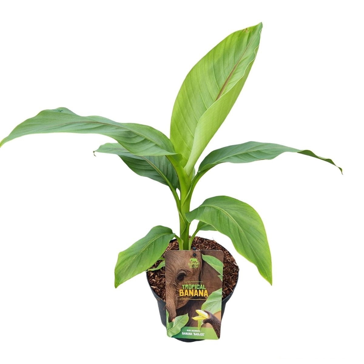 Musa basjoo C3 (3 liters kruka) 40-50 cm