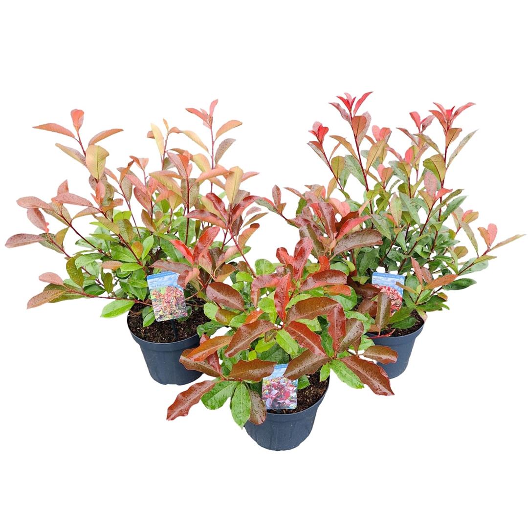 Photinia fraseri i sorter C7,5 50-60 cm