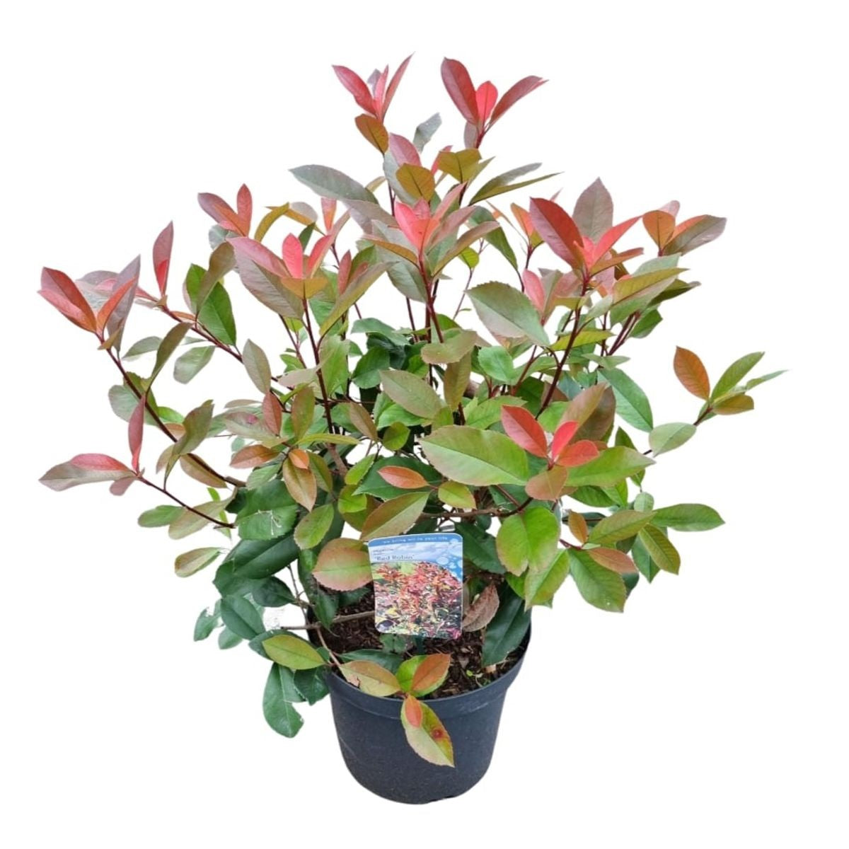 Photinia fraseri &