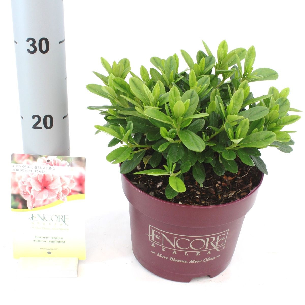 Rhododendron &