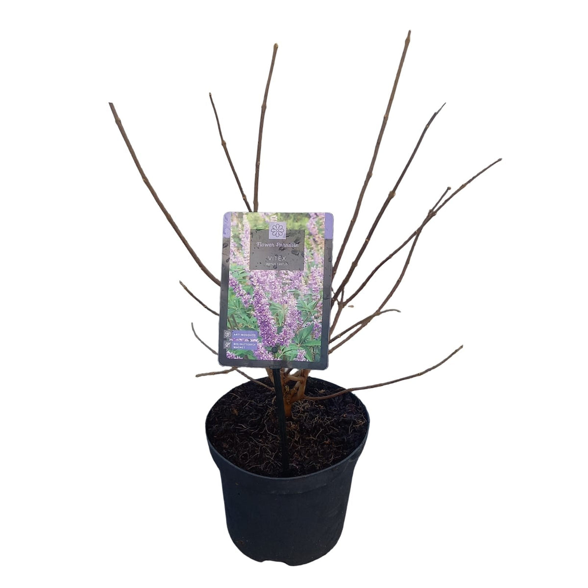 Vitex agnus-castus C3 (3 liters kruka) / 19 cm kruka 25-30 cm