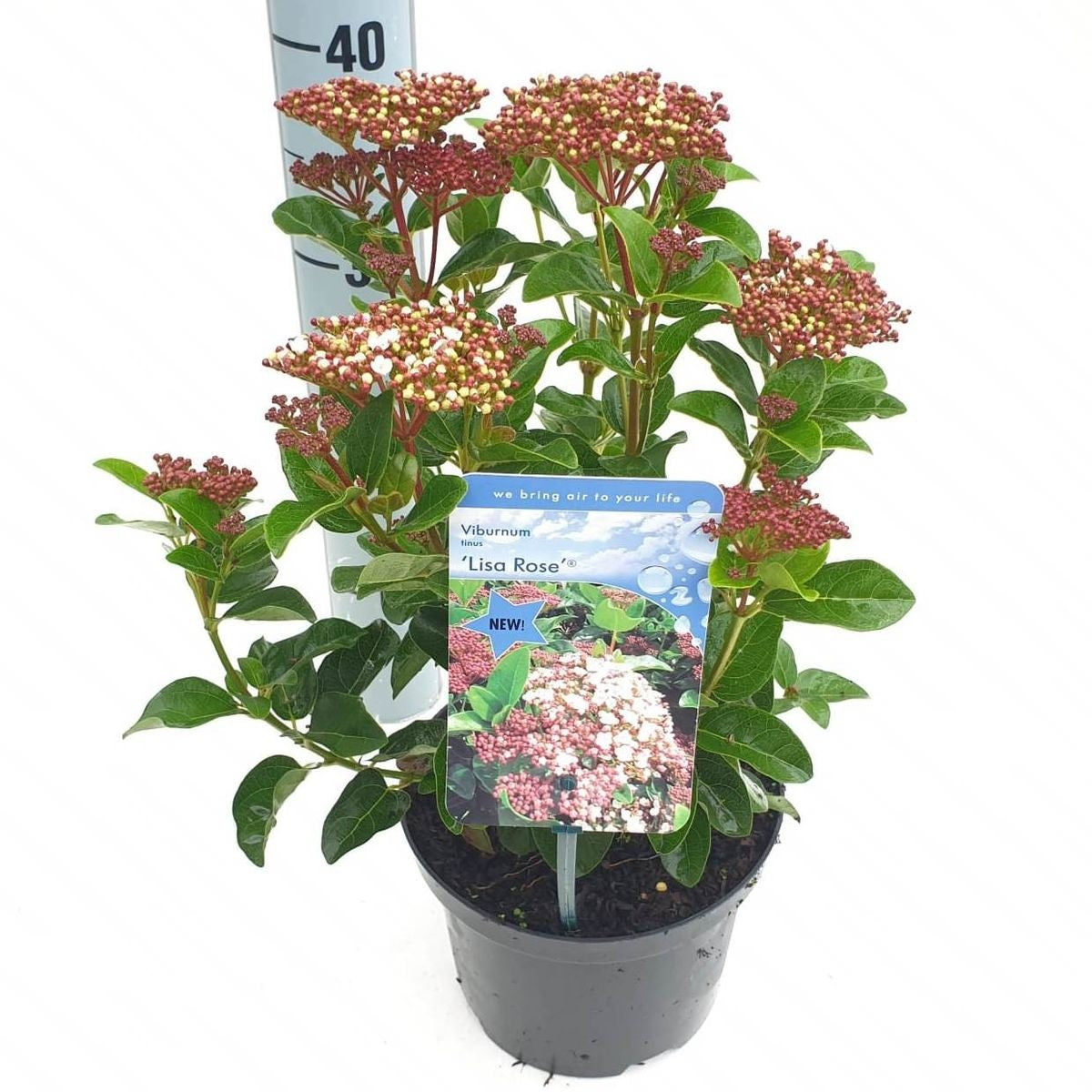 Viburnum tinus &