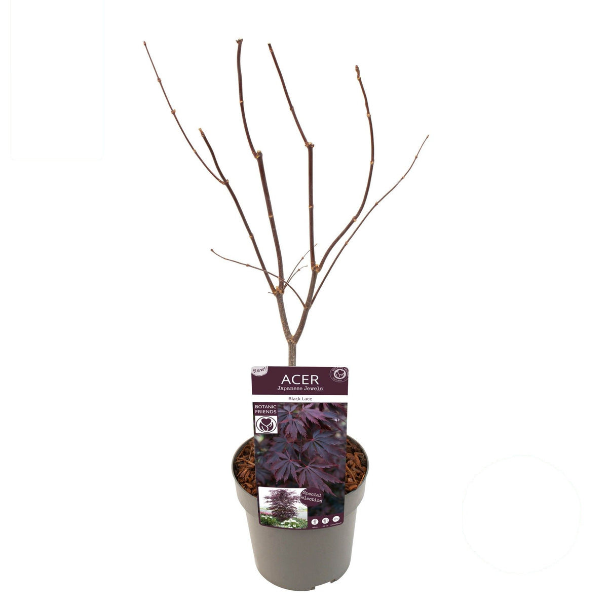 Acer palmatum &