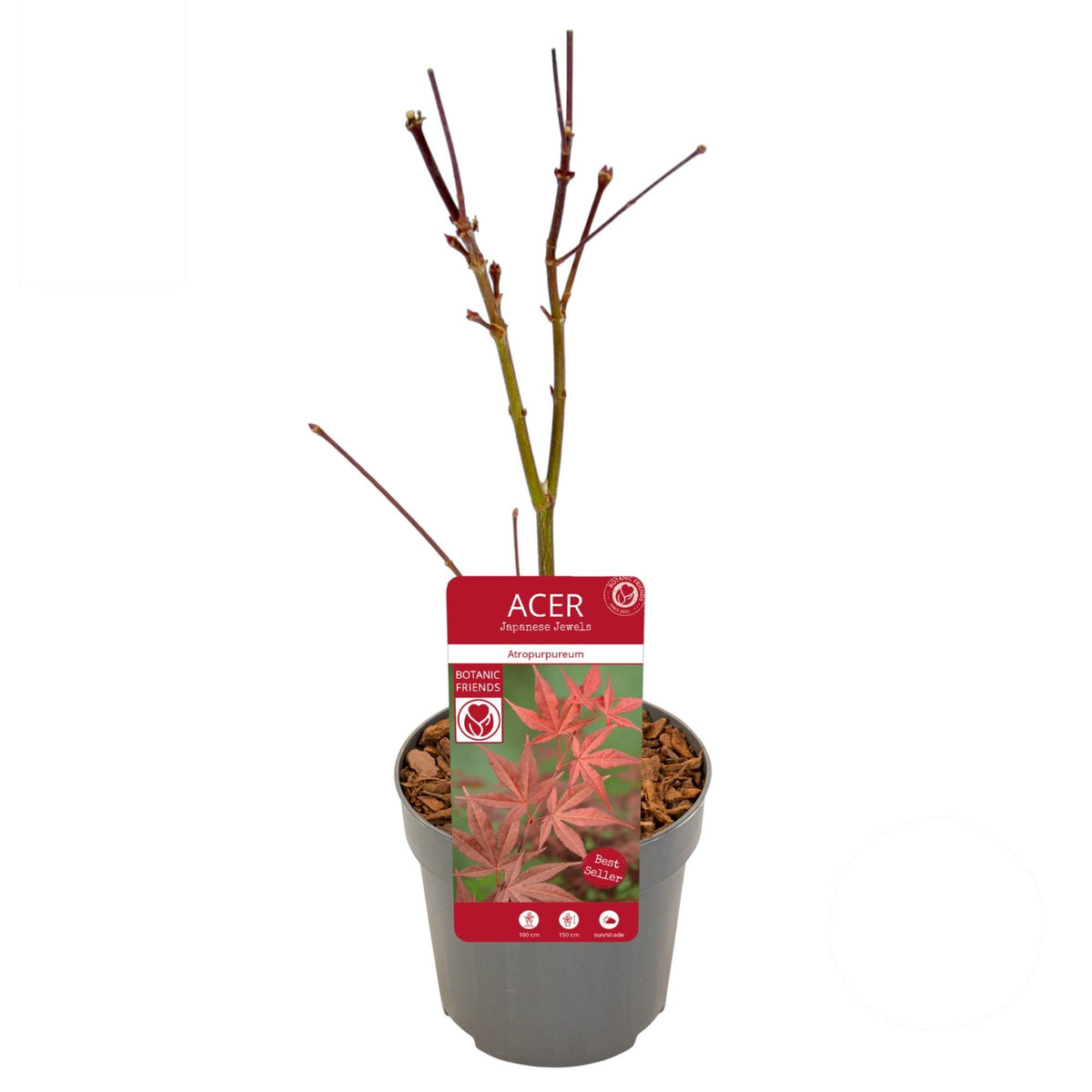 Acer palmatum &