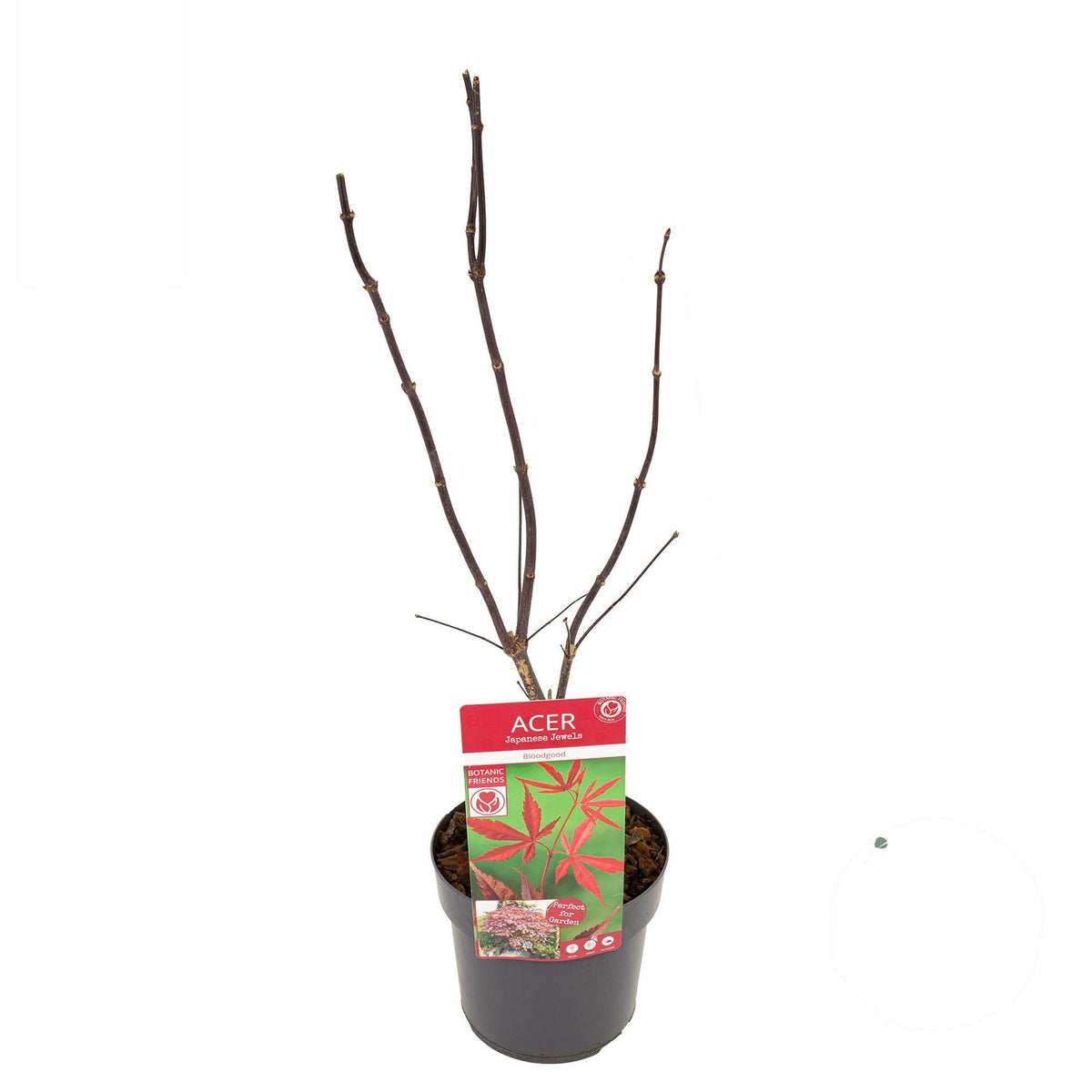 Acer palmatum &