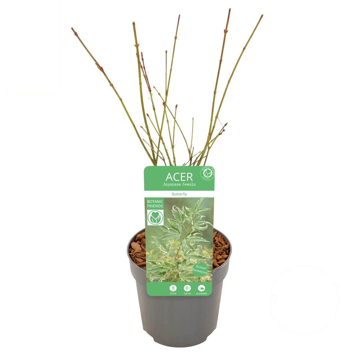 Acer palmatum &