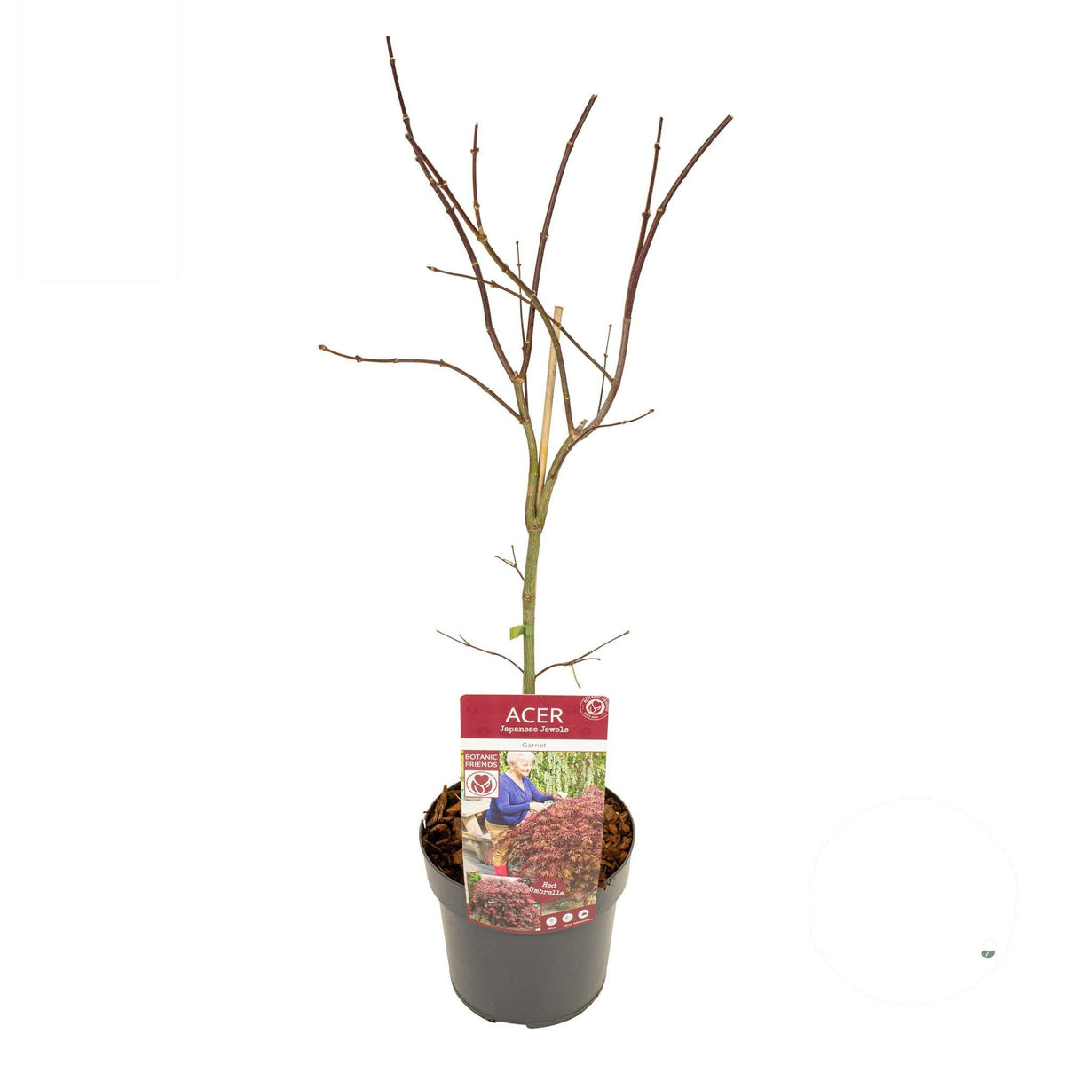 Acer palmatum &