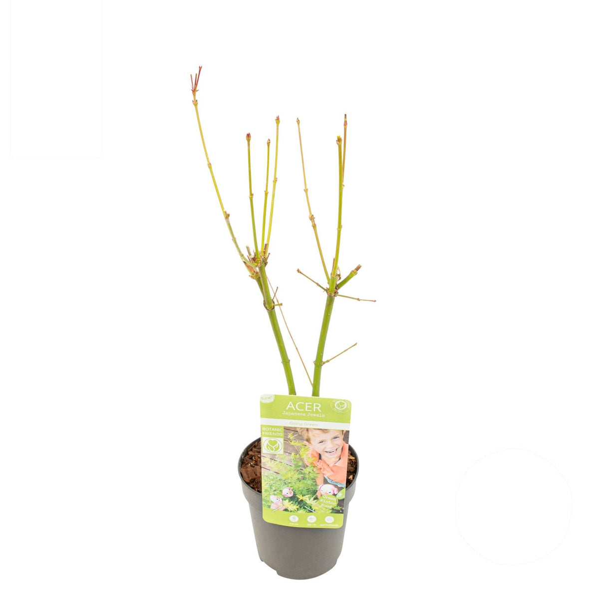 Acer palmatum &